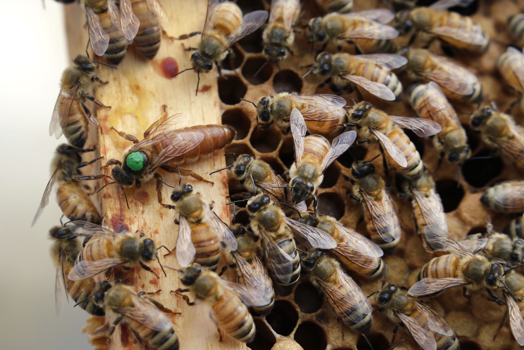 Bee Health